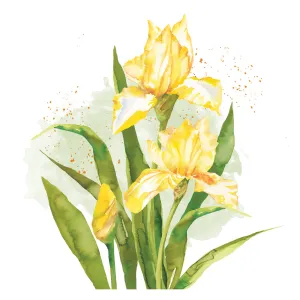 Daffodil Watercolor 7