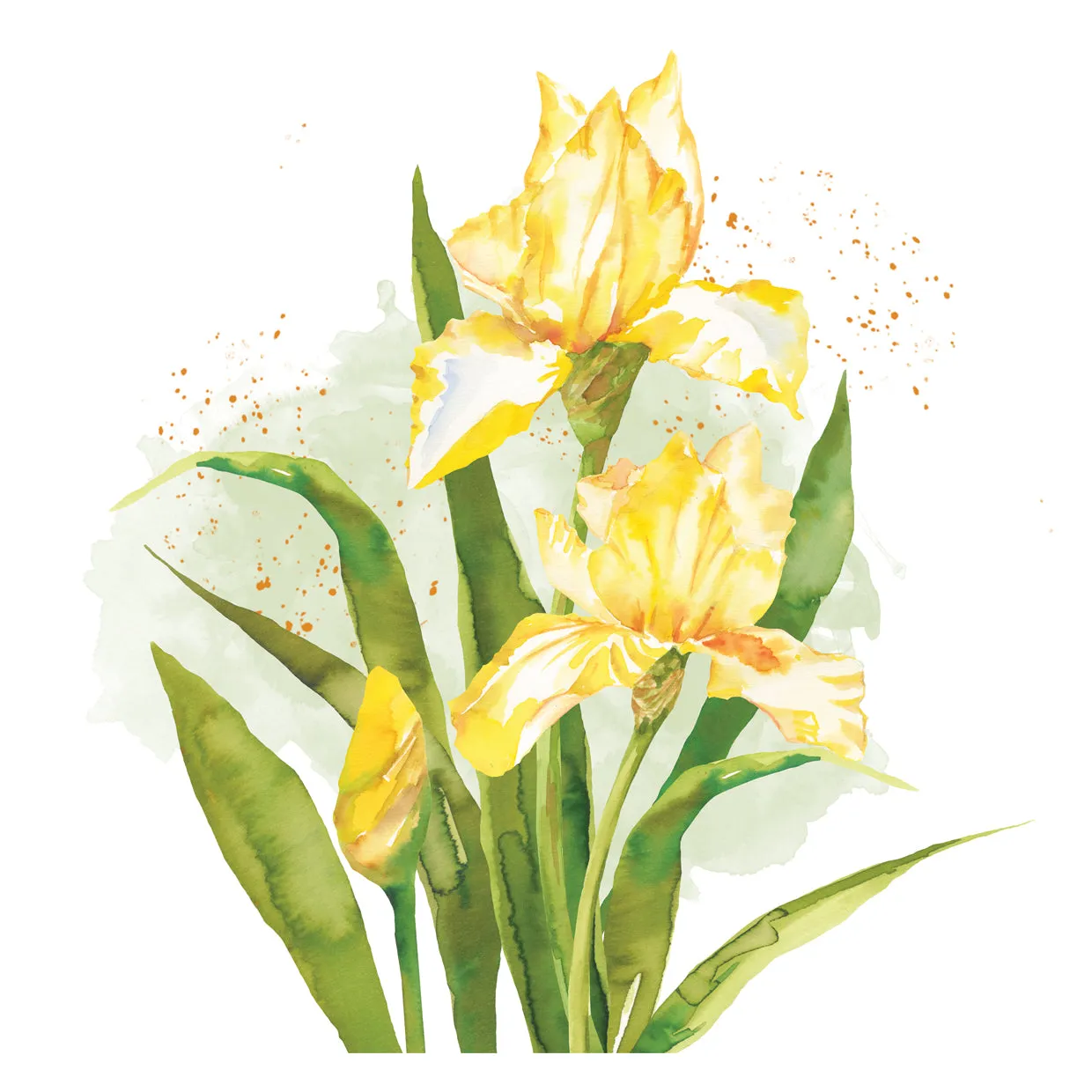 Daffodil Watercolor 7